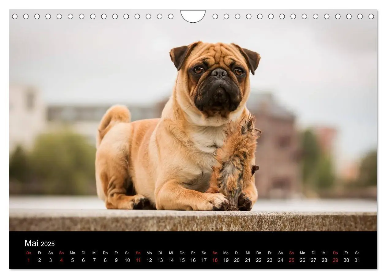 Bild: 9783435601004 | Berliner Möpse (Wandkalender 2025 DIN A4 quer), CALVENDO...