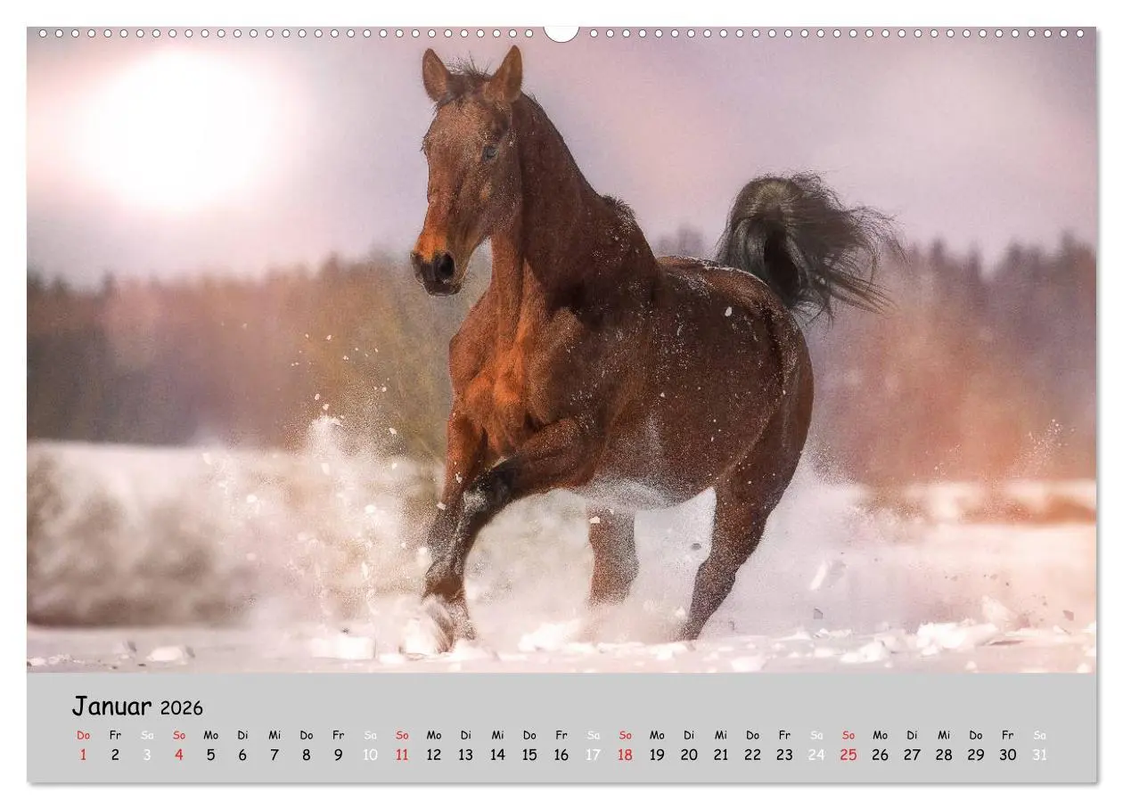 Bild: 9783516021004 | Pferde - Anmut und Stärke gepaart mit Magie (Wandkalender 2026 DIN...