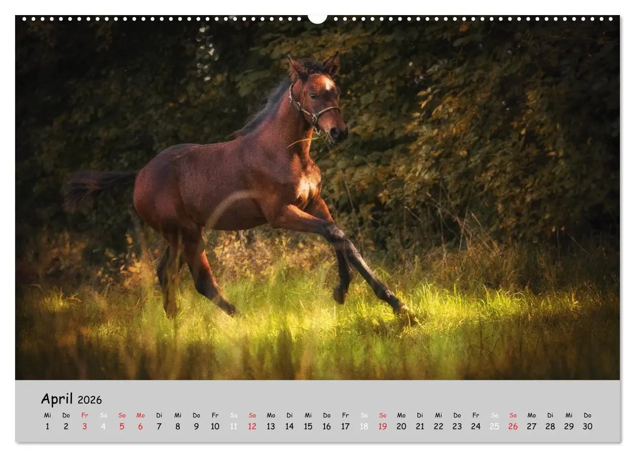 Bild: 9783516021004 | Pferde - Anmut und Stärke gepaart mit Magie (Wandkalender 2026 DIN...