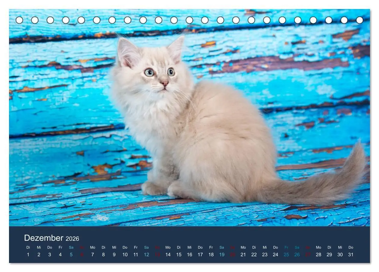 Bild: 9783457841204 | Verspielte Ragdolls -Sanfte Katzen in seidigem Haarkleid...
