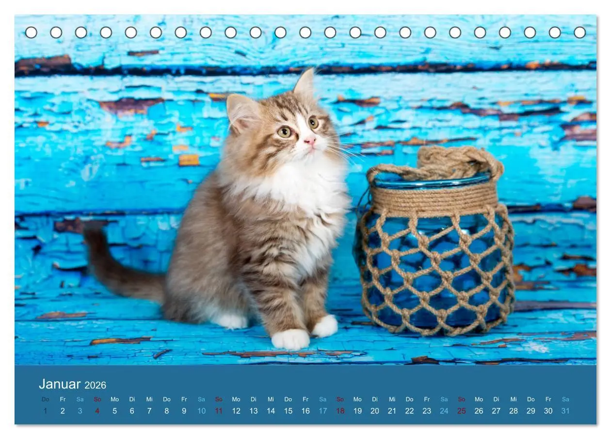 Bild: 9783457841204 | Verspielte Ragdolls -Sanfte Katzen in seidigem Haarkleid...
