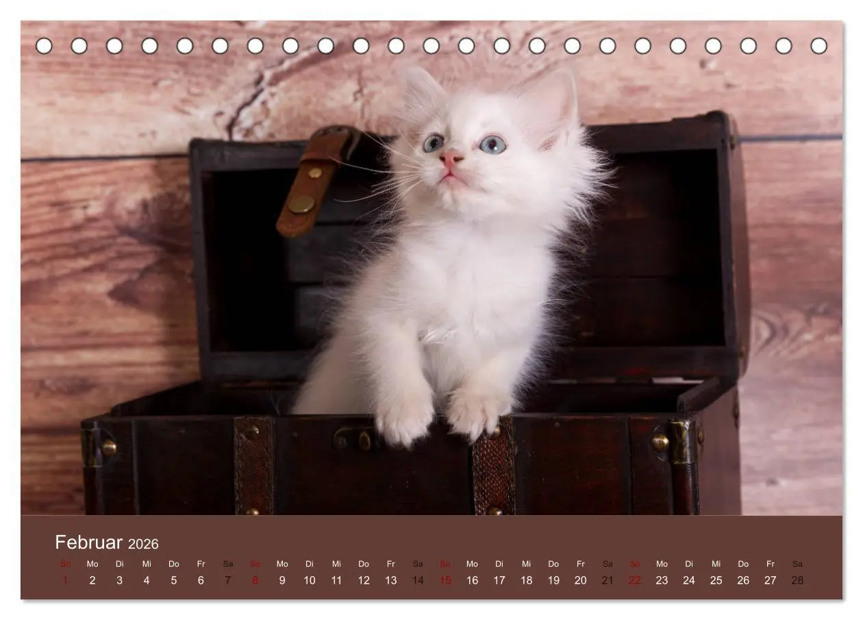 Bild: 9783457841204 | Verspielte Ragdolls -Sanfte Katzen in seidigem Haarkleid...