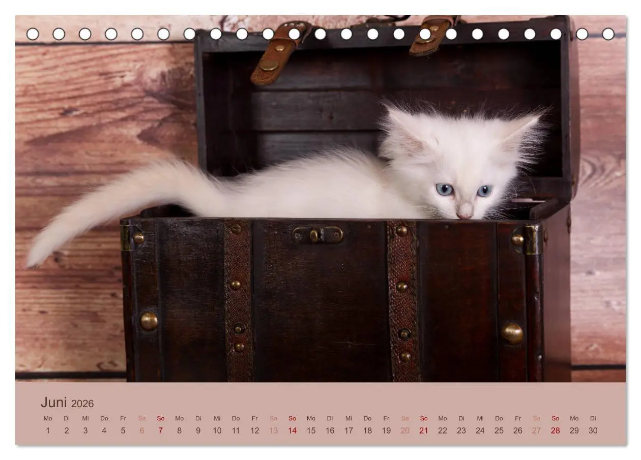 Bild: 9783457841204 | Verspielte Ragdolls -Sanfte Katzen in seidigem Haarkleid...