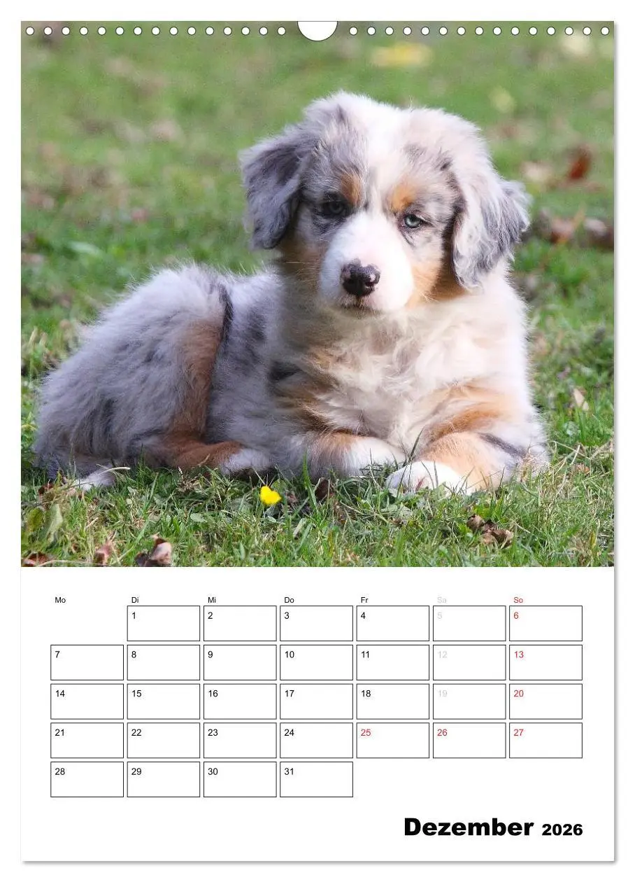 Bild: 9783516481204 | Australian Shepherd (Wandkalender 2026 DIN A3 hoch), CALVENDO...