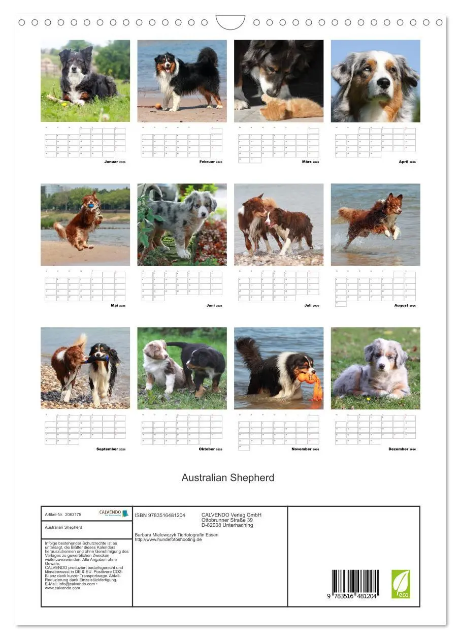 Bild: 9783516481204 | Australian Shepherd (Wandkalender 2026 DIN A3 hoch), CALVENDO...