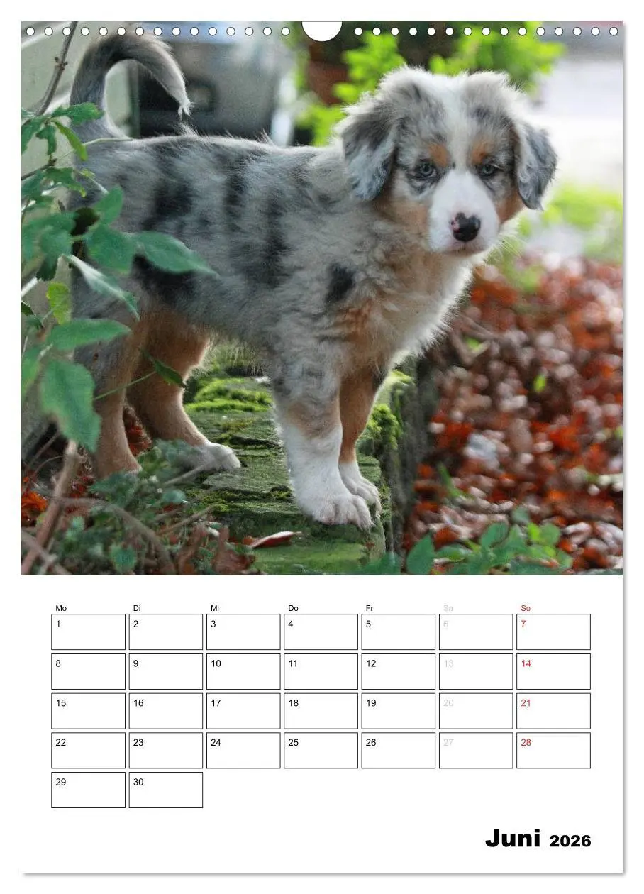 Bild: 9783516481204 | Australian Shepherd (Wandkalender 2026 DIN A3 hoch), CALVENDO...