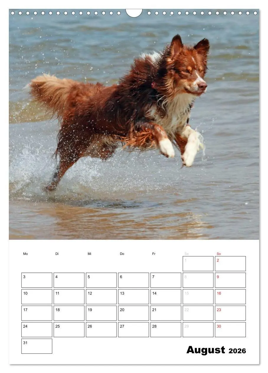 Bild: 9783516481204 | Australian Shepherd (Wandkalender 2026 DIN A3 hoch), CALVENDO...