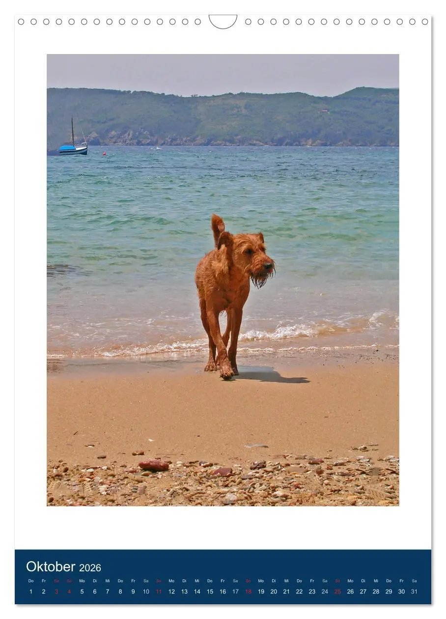 Bild: 9783516381504 | Kelly - Ein Irish Terrier macht Urlaub (Wandkalender 2026 DIN A3...