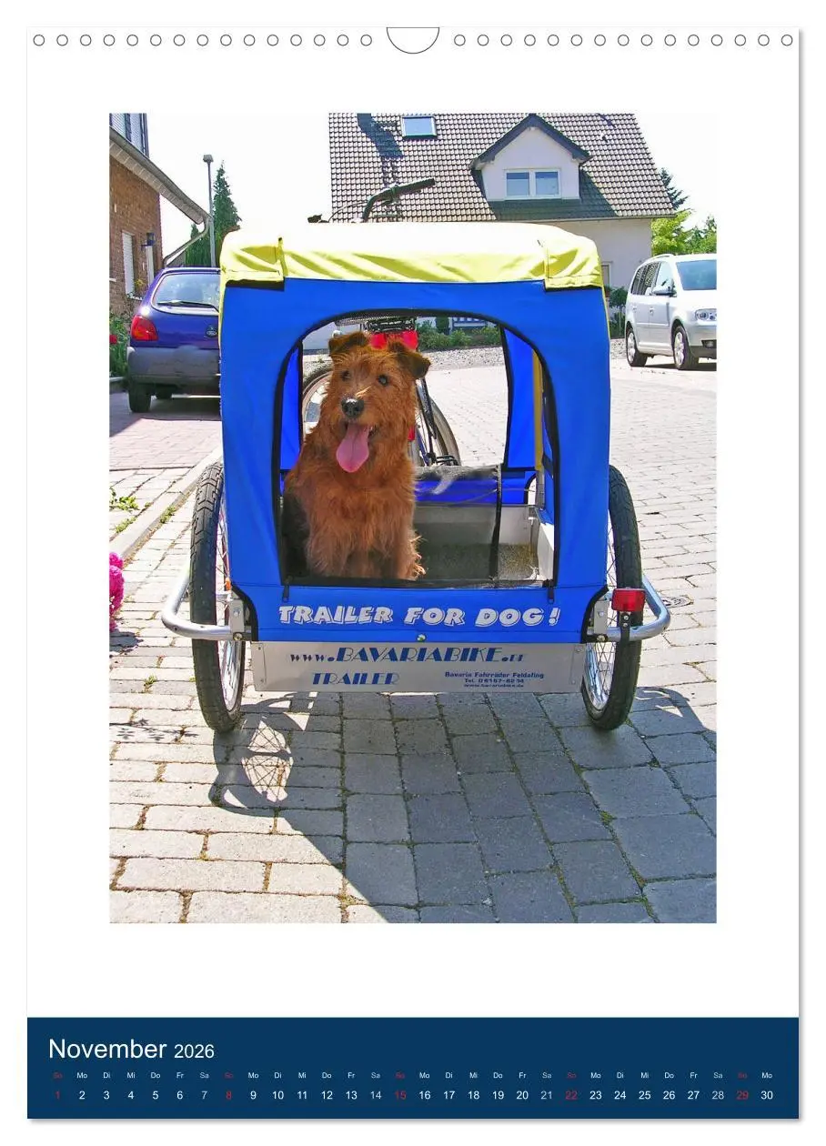 Bild: 9783516381504 | Kelly - Ein Irish Terrier macht Urlaub (Wandkalender 2026 DIN A3...