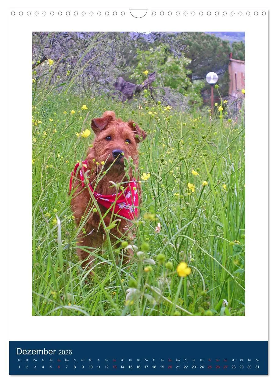 Bild: 9783516381504 | Kelly - Ein Irish Terrier macht Urlaub (Wandkalender 2026 DIN A3...