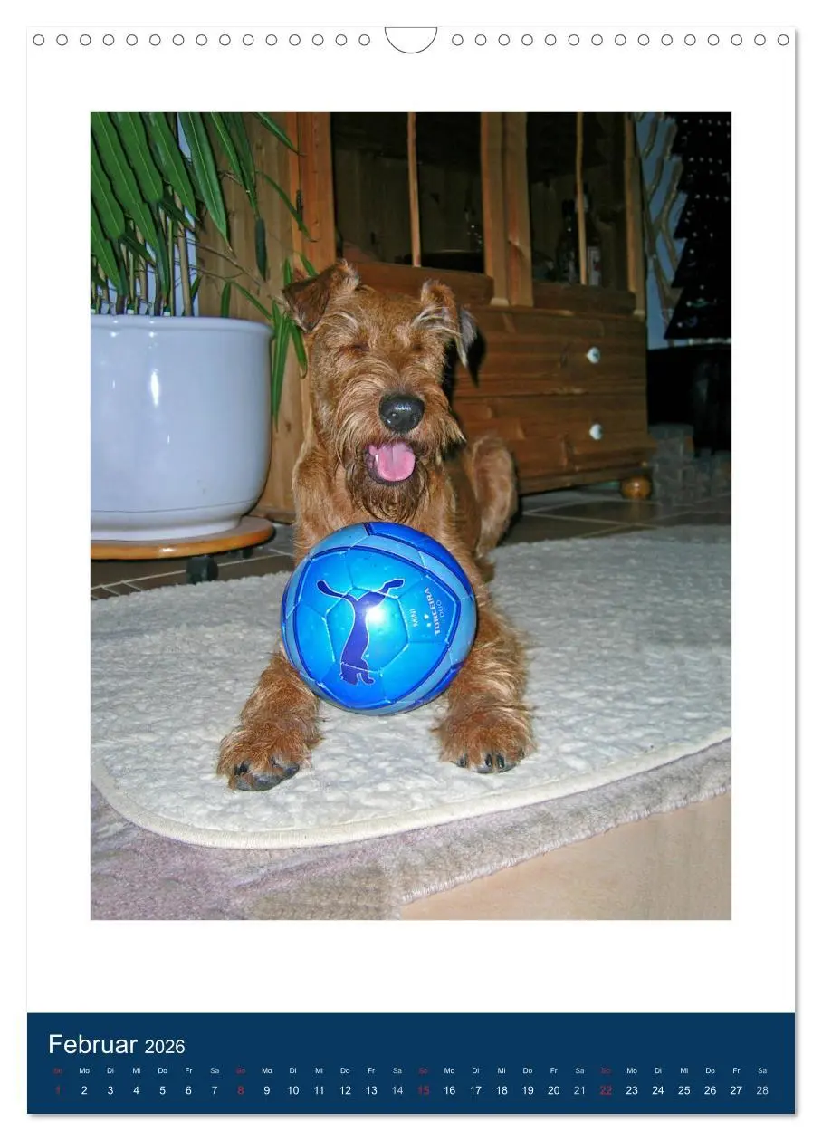 Bild: 9783516381504 | Kelly - Ein Irish Terrier macht Urlaub (Wandkalender 2026 DIN A3...