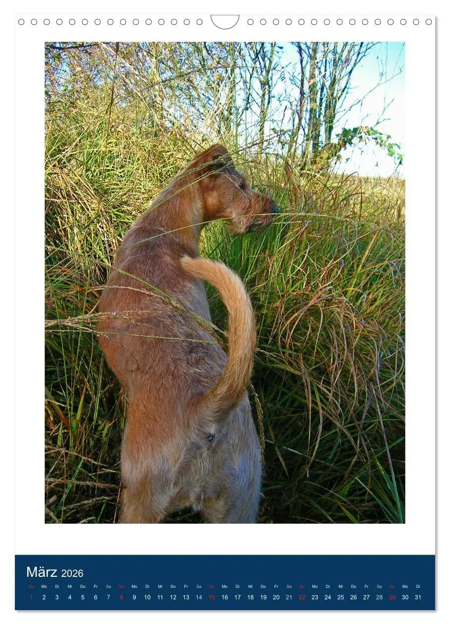 Bild: 9783516381504 | Kelly - Ein Irish Terrier macht Urlaub (Wandkalender 2026 DIN A3...
