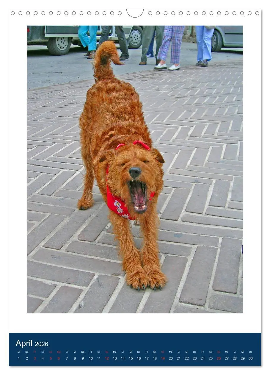 Bild: 9783516381504 | Kelly - Ein Irish Terrier macht Urlaub (Wandkalender 2026 DIN A3...