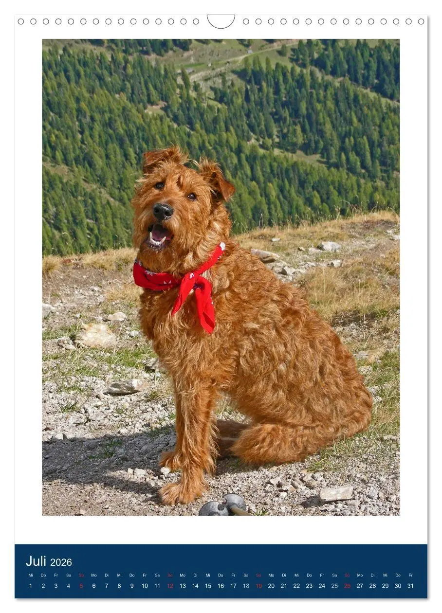 Bild: 9783516381504 | Kelly - Ein Irish Terrier macht Urlaub (Wandkalender 2026 DIN A3...