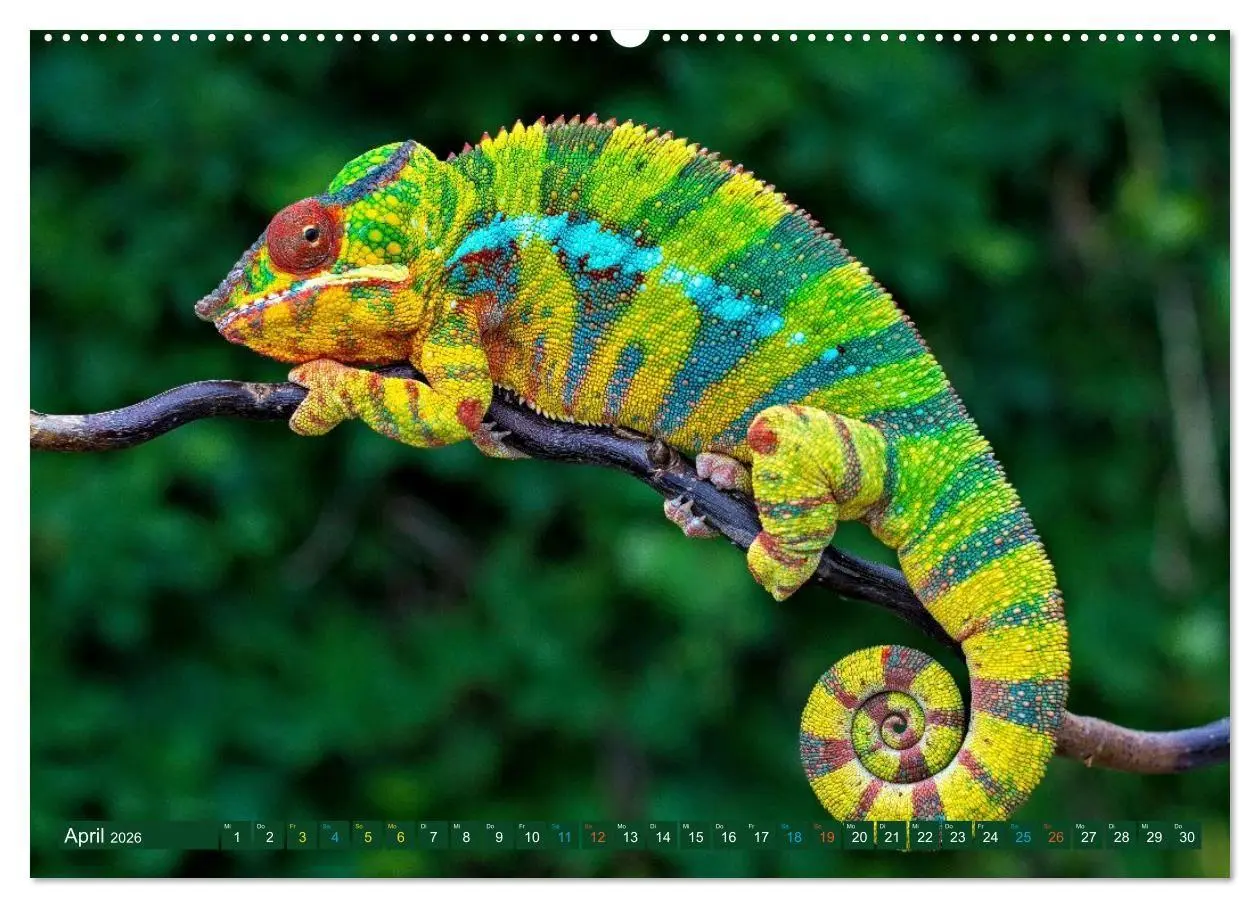 Bild: 9783516691504 | Chamäleon - exotisches Reptil (hochwertiger Premium Wandkalender...
