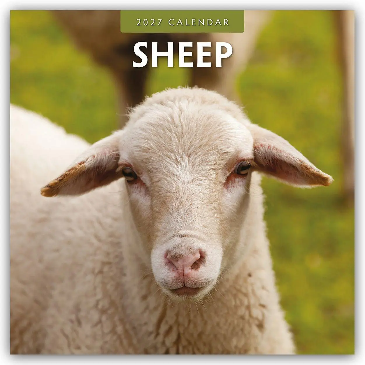 Cover: 9781837011704 | Sheep - Schafe 2027 - 16-Monatskalender | Robin Red | Kalender | 28 S.