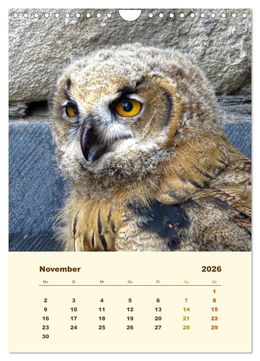 Bild: 9783516351804 | Uhu, die Faszination bernsteinfarbener Augen (Wandkalender 2026 DIN...
