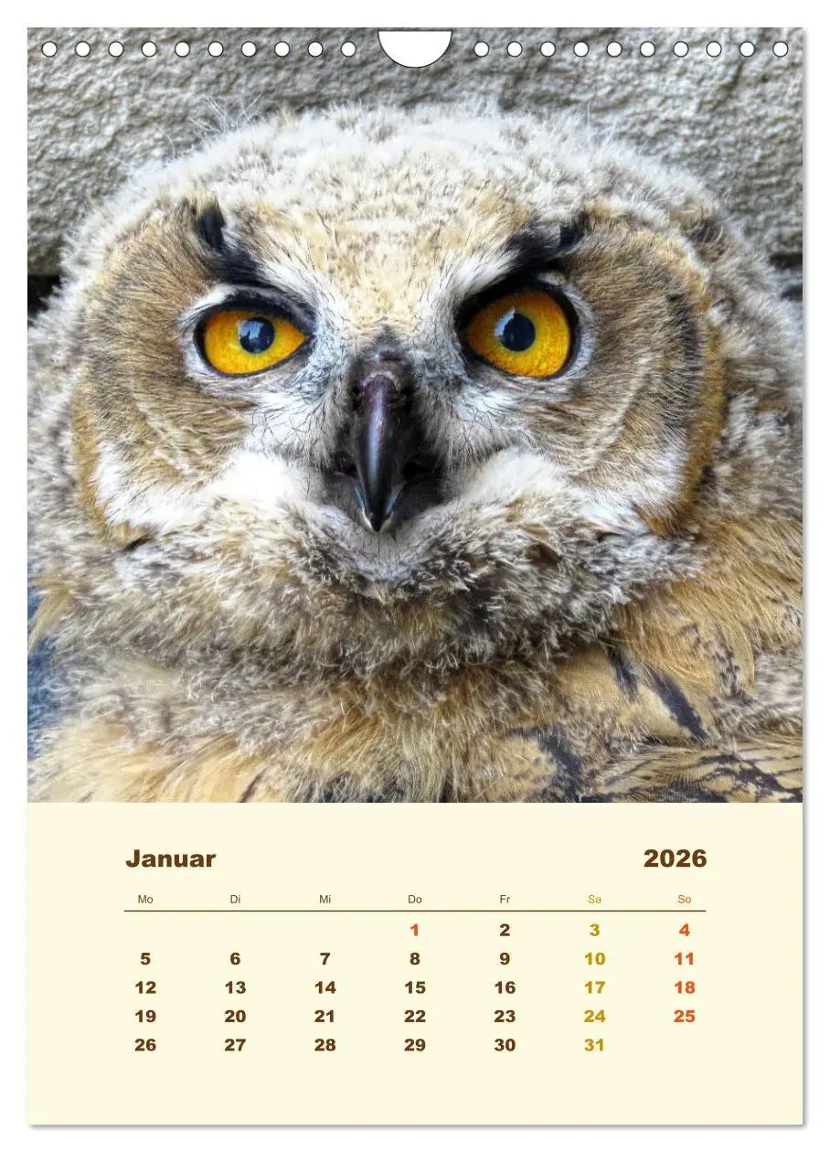 Bild: 9783516351804 | Uhu, die Faszination bernsteinfarbener Augen (Wandkalender 2026 DIN...