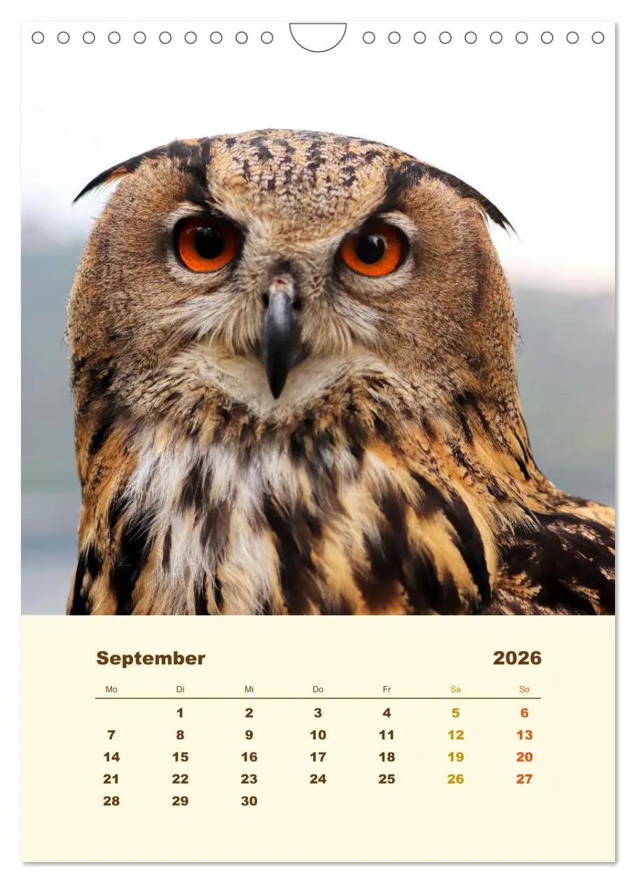 Bild: 9783516351804 | Uhu, die Faszination bernsteinfarbener Augen (Wandkalender 2026 DIN...
