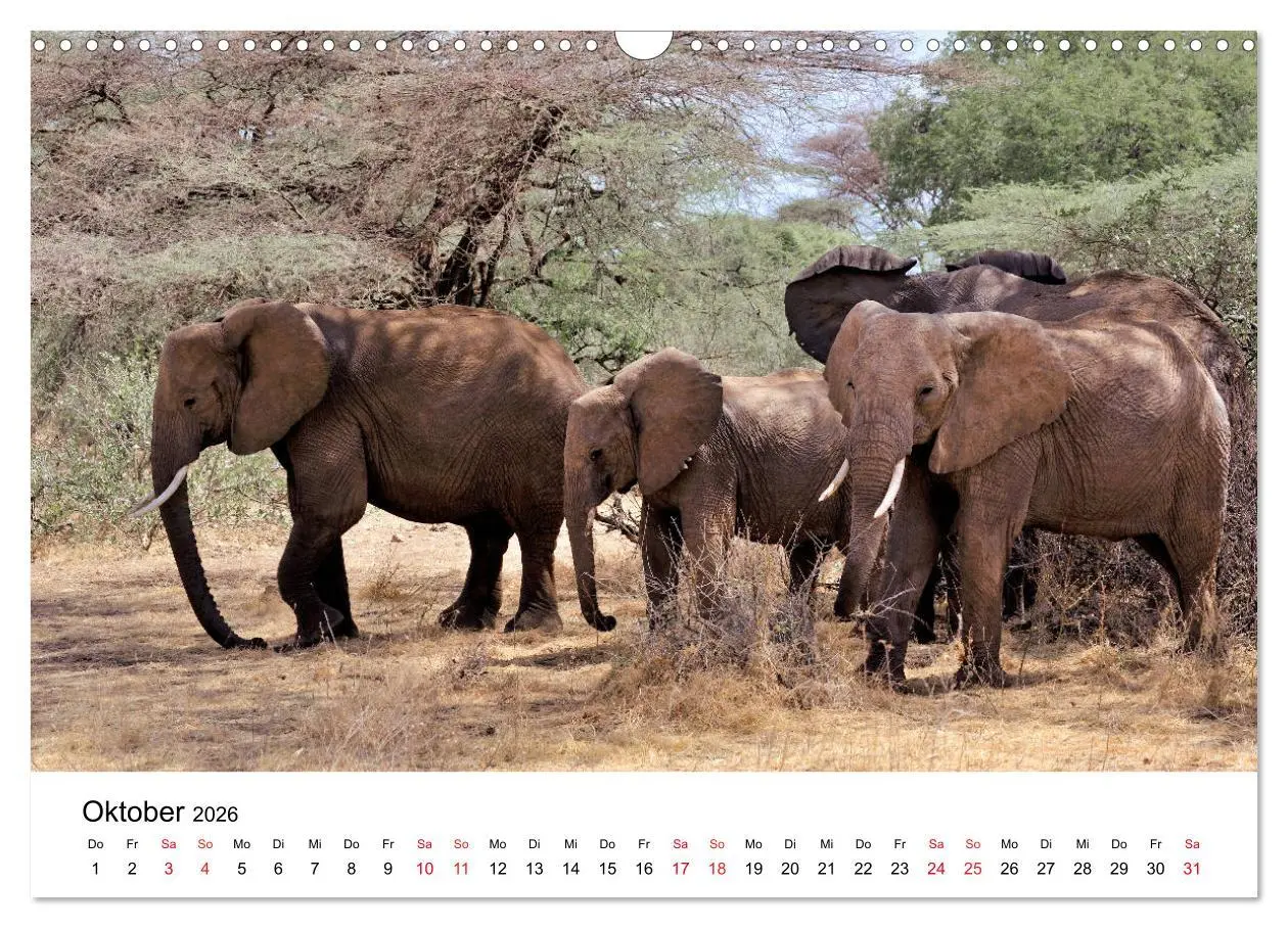 Bild: 9783457902004 | Elefanten Afrikas (Wandkalender 2026 DIN A3 quer), CALVENDO...