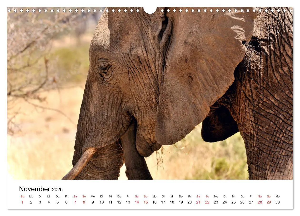 Bild: 9783457902004 | Elefanten Afrikas (Wandkalender 2026 DIN A3 quer), CALVENDO...
