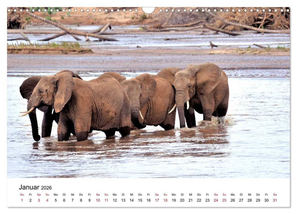 Bild: 9783457902004 | Elefanten Afrikas (Wandkalender 2026 DIN A3 quer), CALVENDO...