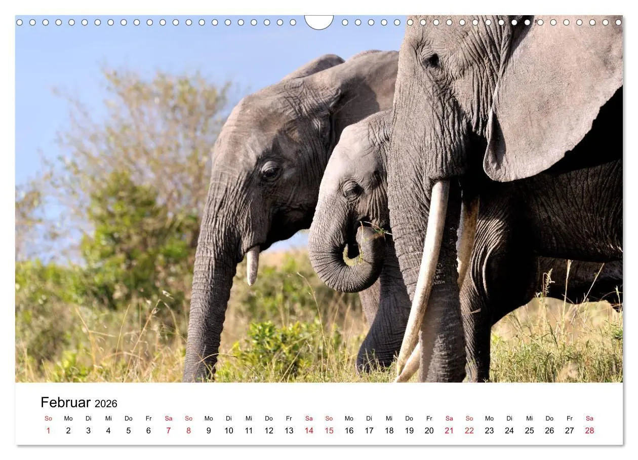Bild: 9783457902004 | Elefanten Afrikas (Wandkalender 2026 DIN A3 quer), CALVENDO...