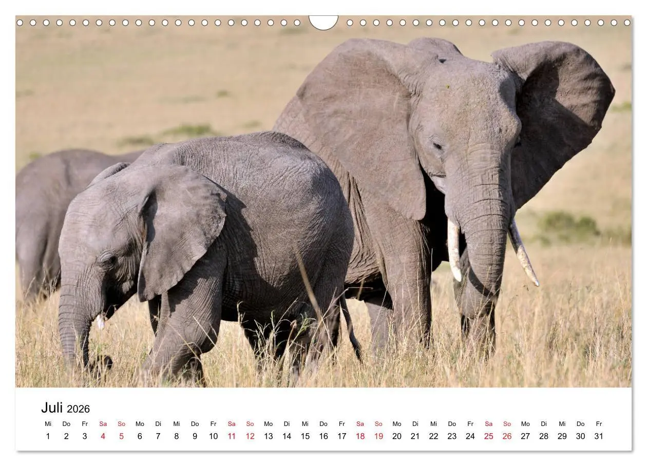 Bild: 9783457902004 | Elefanten Afrikas (Wandkalender 2026 DIN A3 quer), CALVENDO...