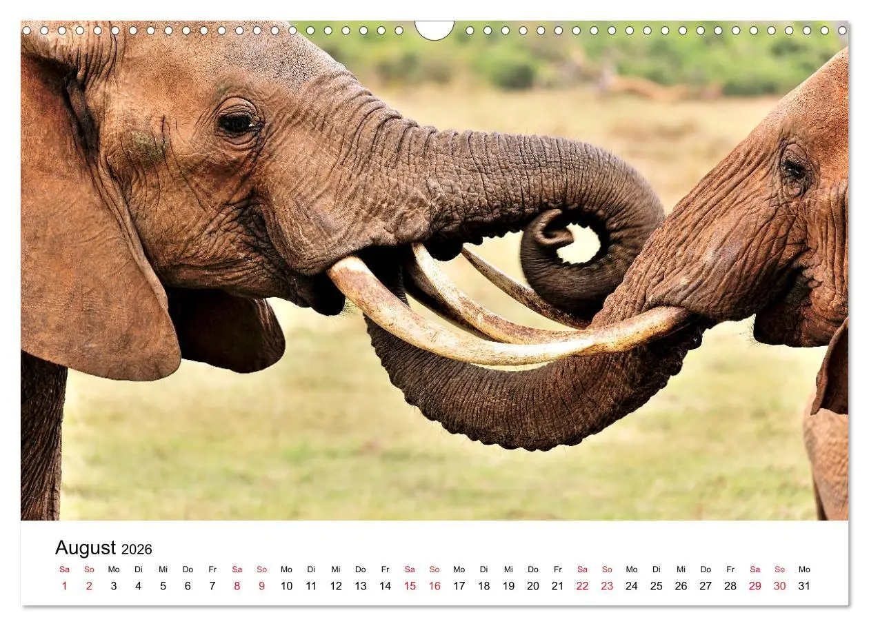 Bild: 9783457902004 | Elefanten Afrikas (Wandkalender 2026 DIN A3 quer), CALVENDO...