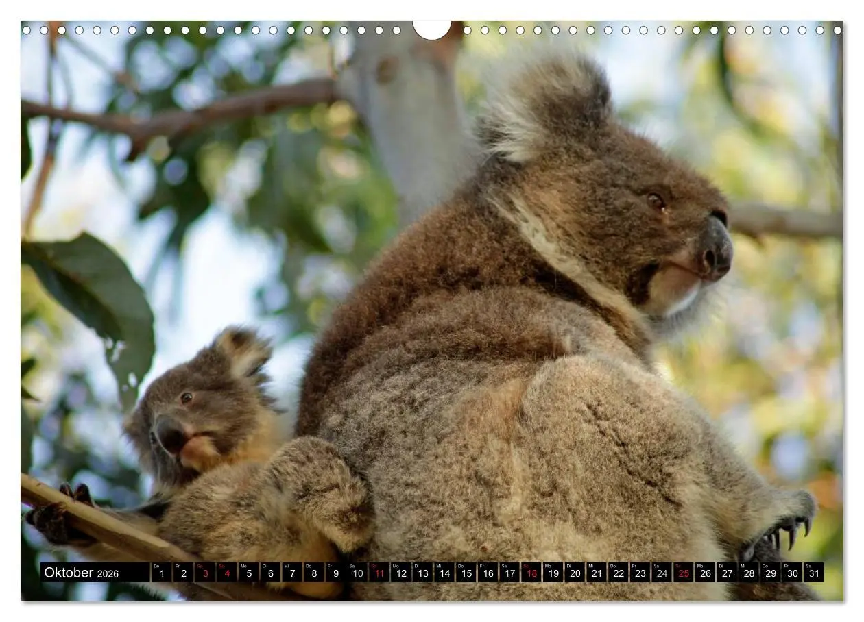 Bild: 9783516092004 | Die Tierwelt in Australien (Wandkalender 2026 DIN A3 quer),...