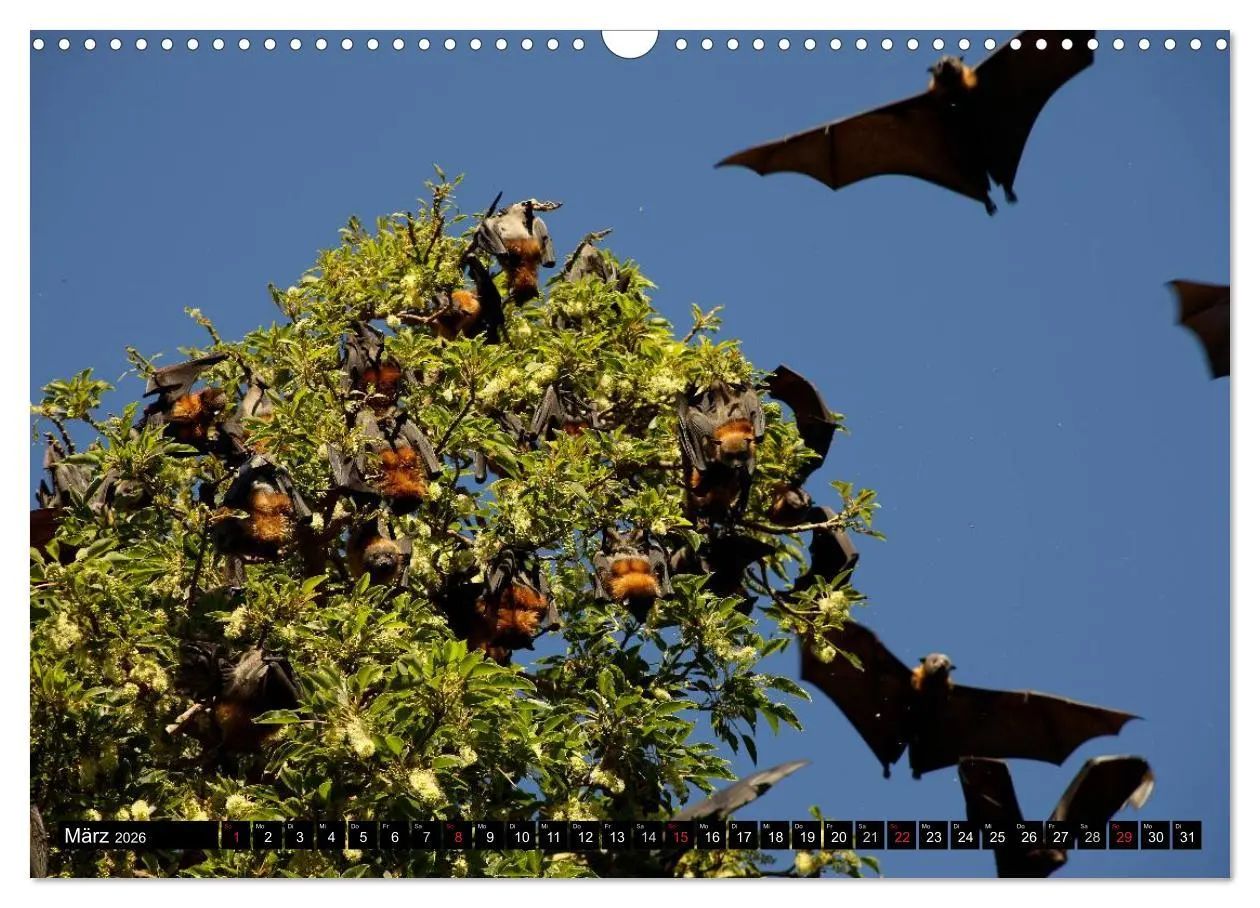 Bild: 9783516092004 | Die Tierwelt in Australien (Wandkalender 2026 DIN A3 quer),...