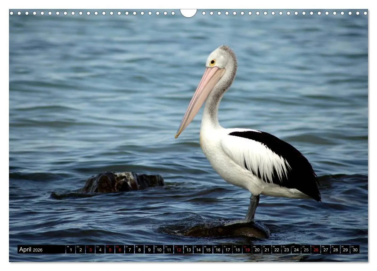 Bild: 9783516092004 | Die Tierwelt in Australien (Wandkalender 2026 DIN A3 quer),...