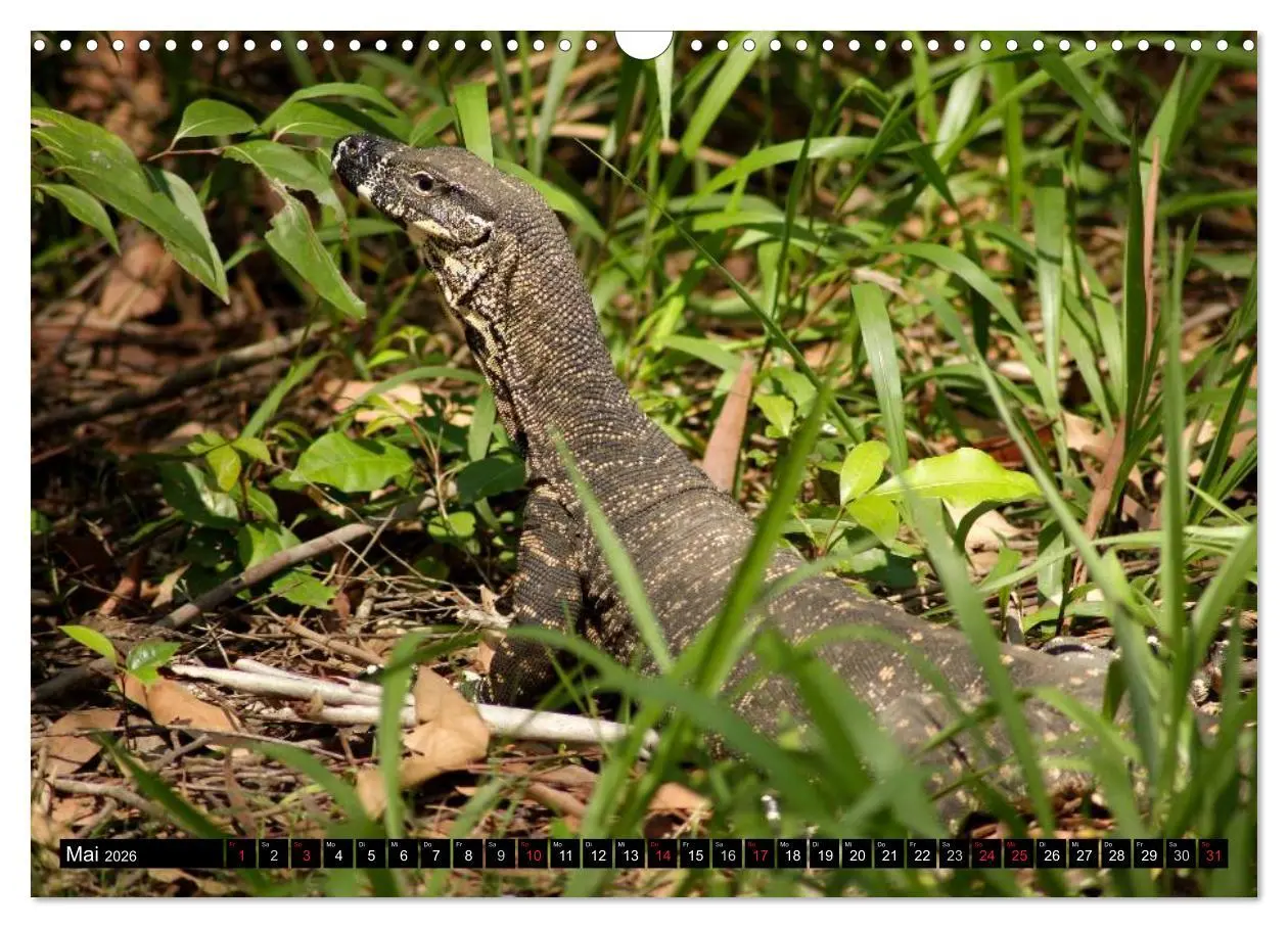 Bild: 9783516092004 | Die Tierwelt in Australien (Wandkalender 2026 DIN A3 quer),...