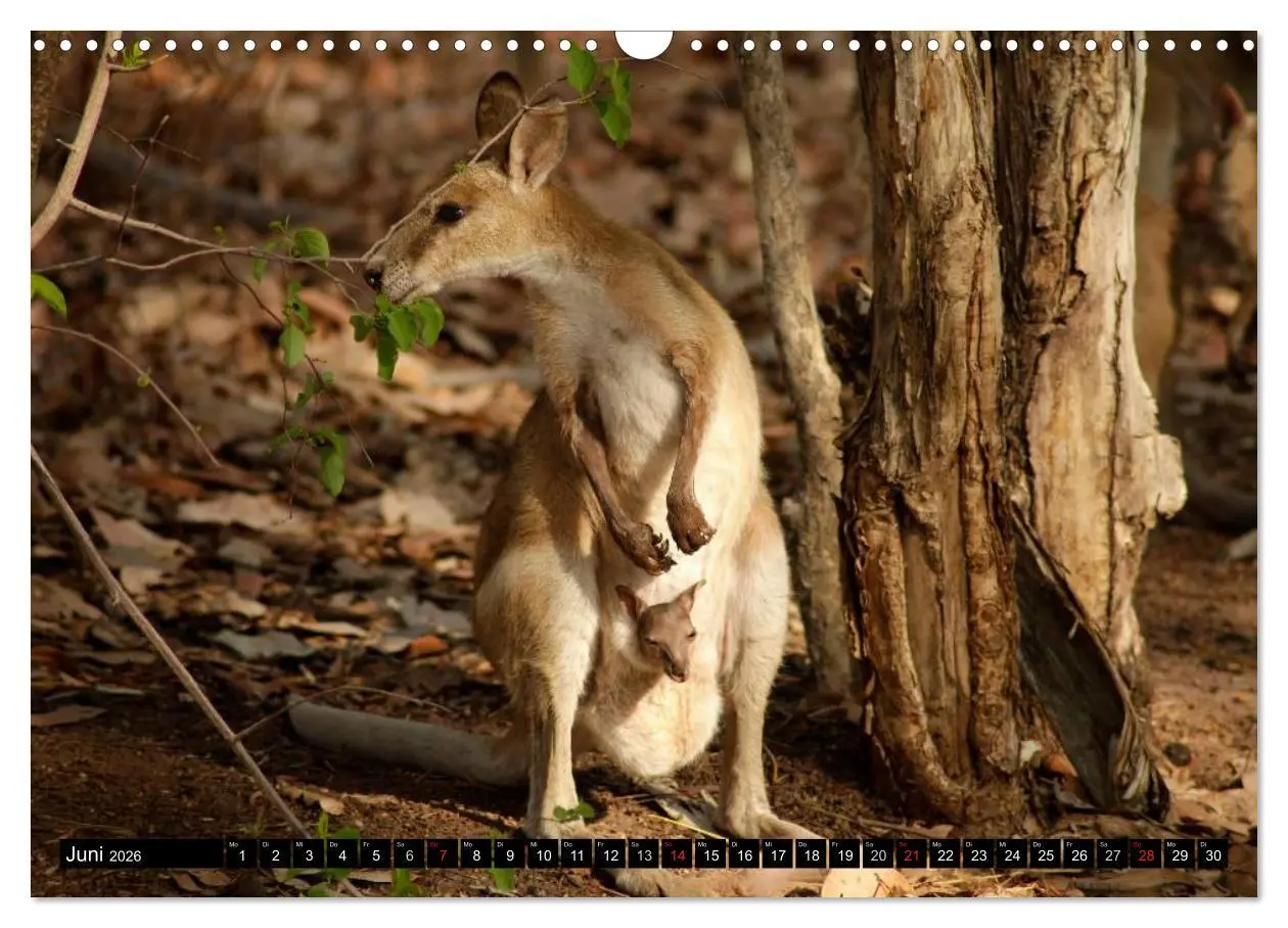 Bild: 9783516092004 | Die Tierwelt in Australien (Wandkalender 2026 DIN A3 quer),...