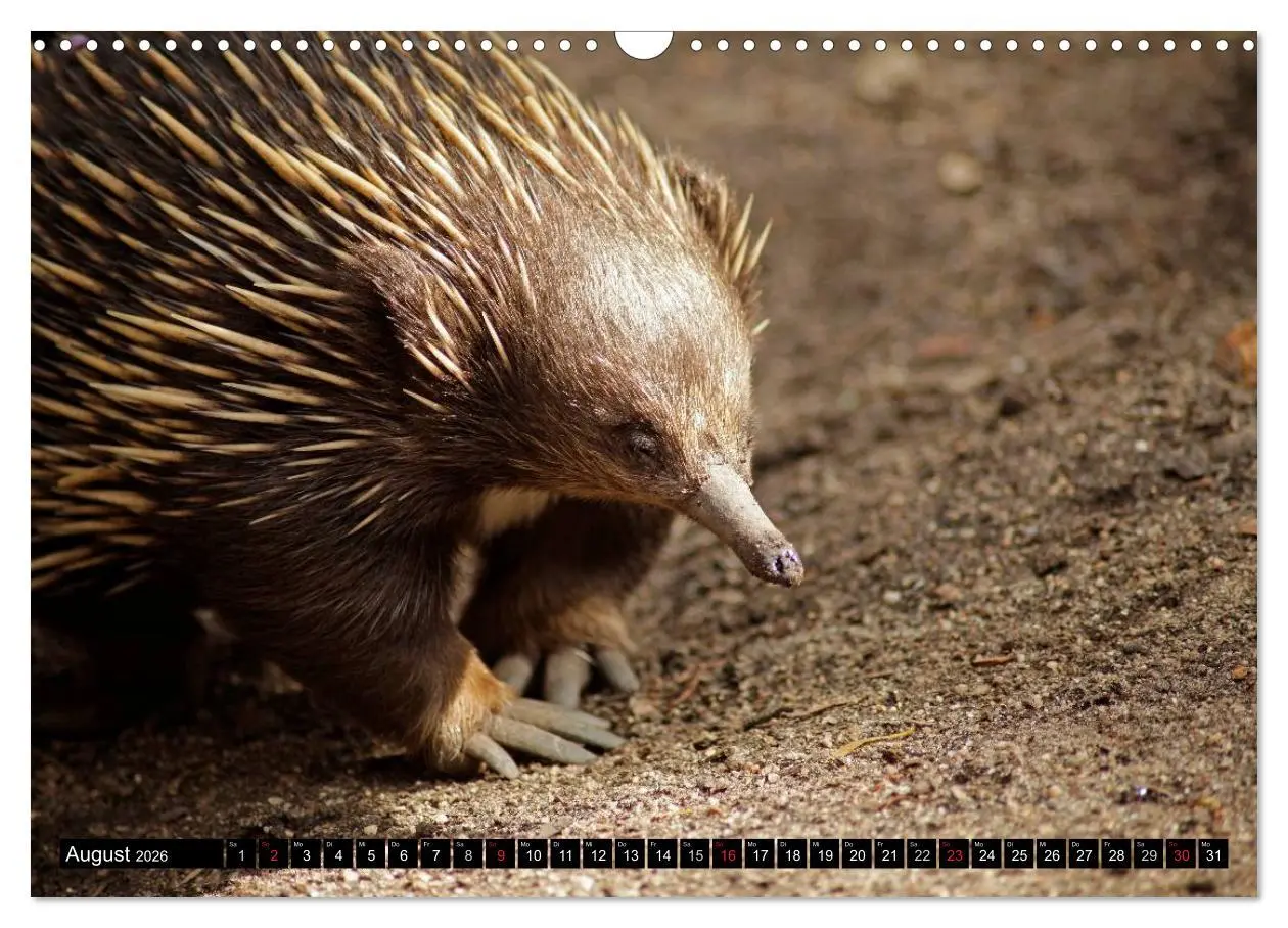 Bild: 9783516092004 | Die Tierwelt in Australien (Wandkalender 2026 DIN A3 quer),...
