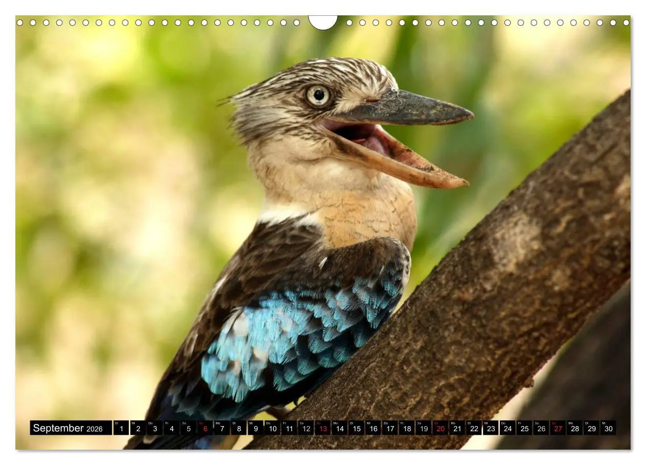 Bild: 9783516092004 | Die Tierwelt in Australien (Wandkalender 2026 DIN A3 quer),...
