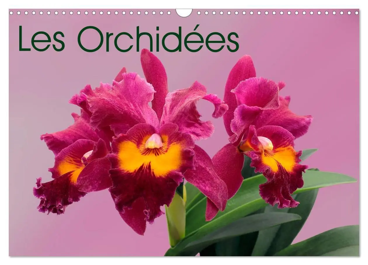 Cover: 9783594072004 | Les Orchidées (Calendrier mural 2027 DIN A3 vertical), CALVENDO...