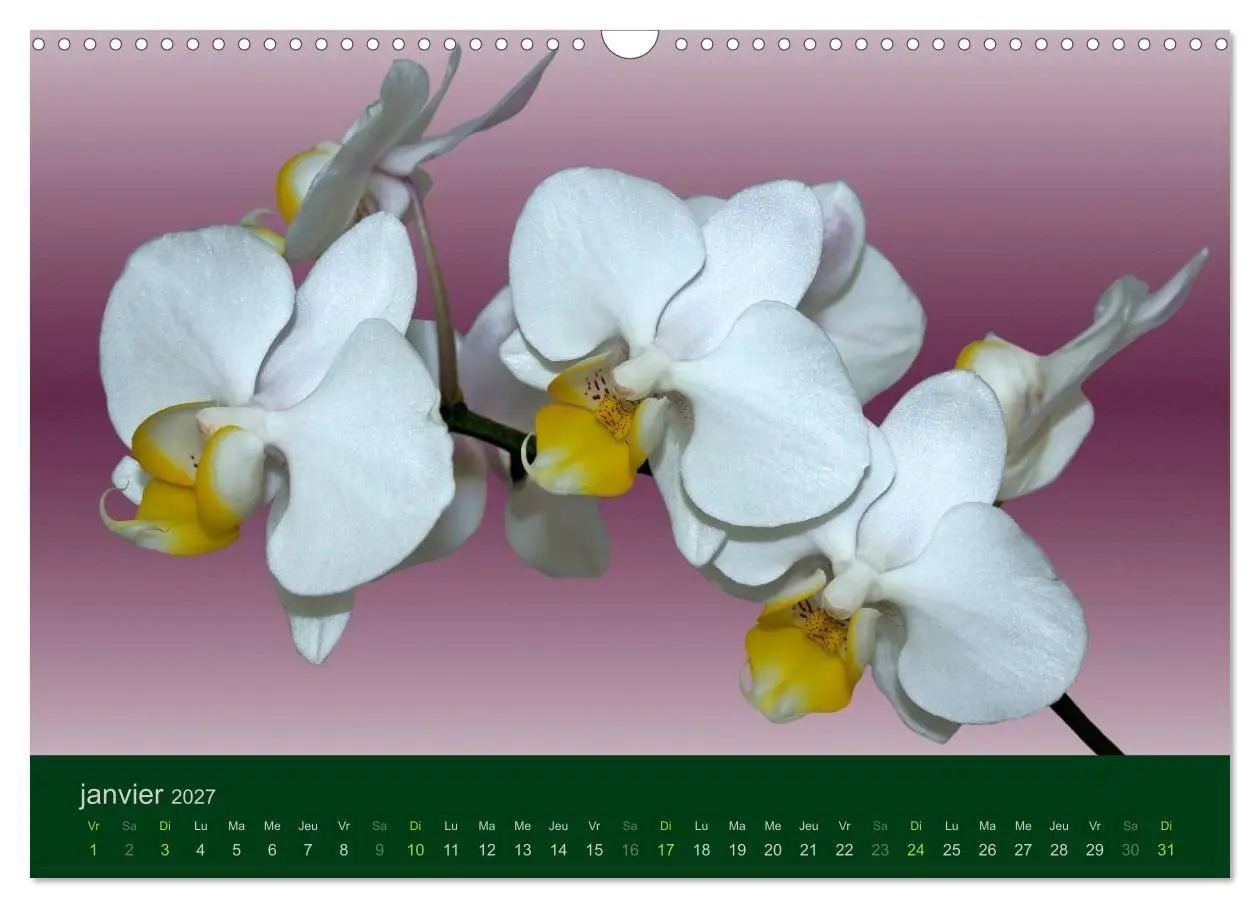 Bild: 9783594072004 | Les Orchidées (Calendrier mural 2027 DIN A3 vertical), CALVENDO...