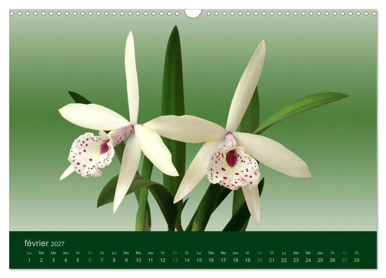 Bild: 9783594072004 | Les Orchidées (Calendrier mural 2027 DIN A3 vertical), CALVENDO...