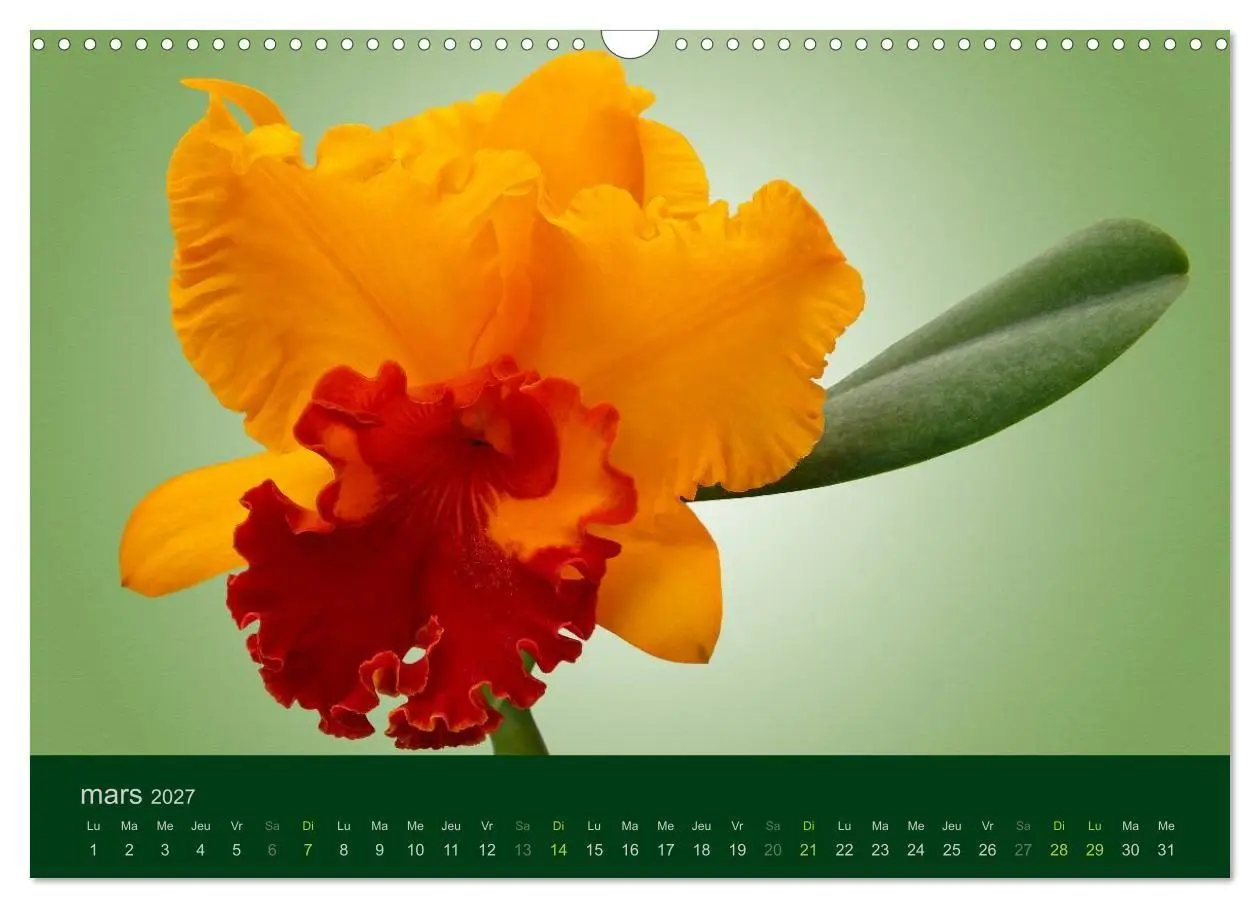 Bild: 9783594072004 | Les Orchidées (Calendrier mural 2027 DIN A3 vertical), CALVENDO...