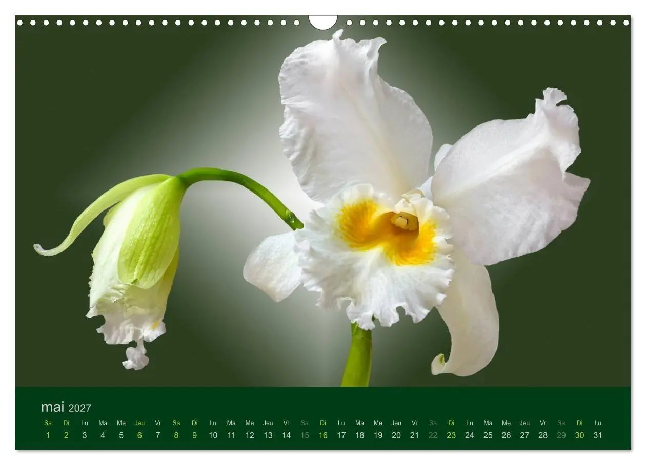 Bild: 9783594072004 | Les Orchidées (Calendrier mural 2027 DIN A3 vertical), CALVENDO...