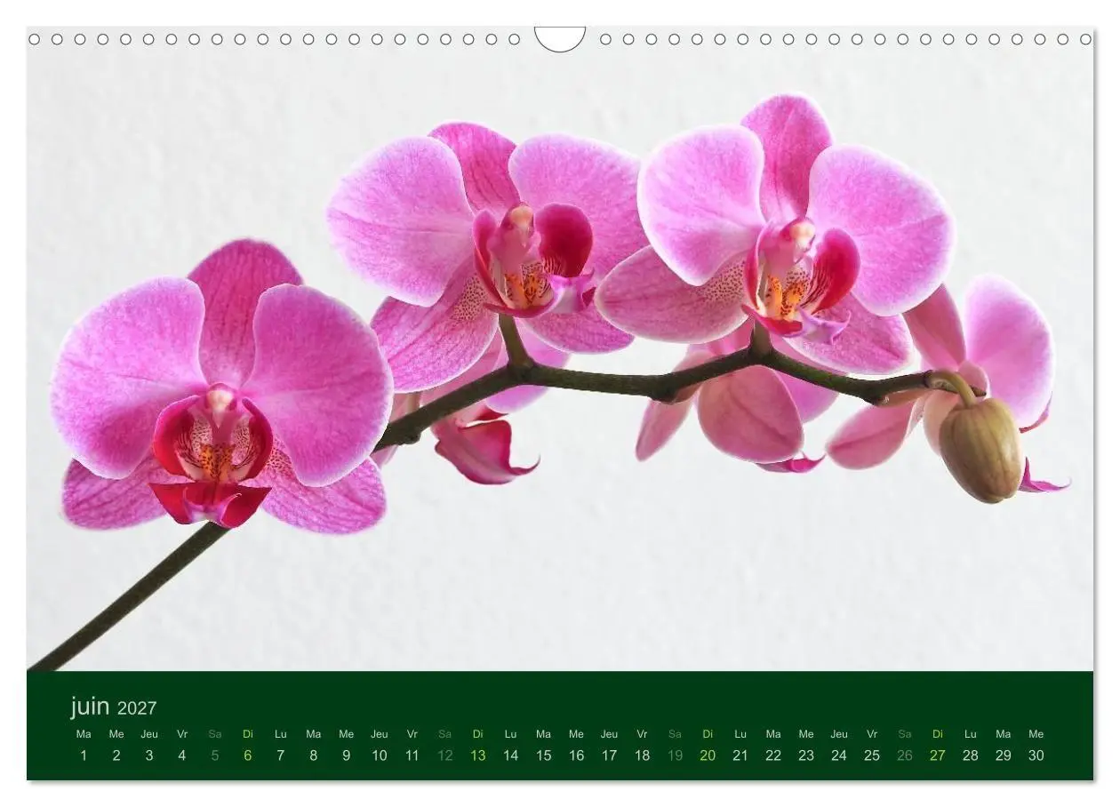 Bild: 9783594072004 | Les Orchidées (Calendrier mural 2027 DIN A3 vertical), CALVENDO...