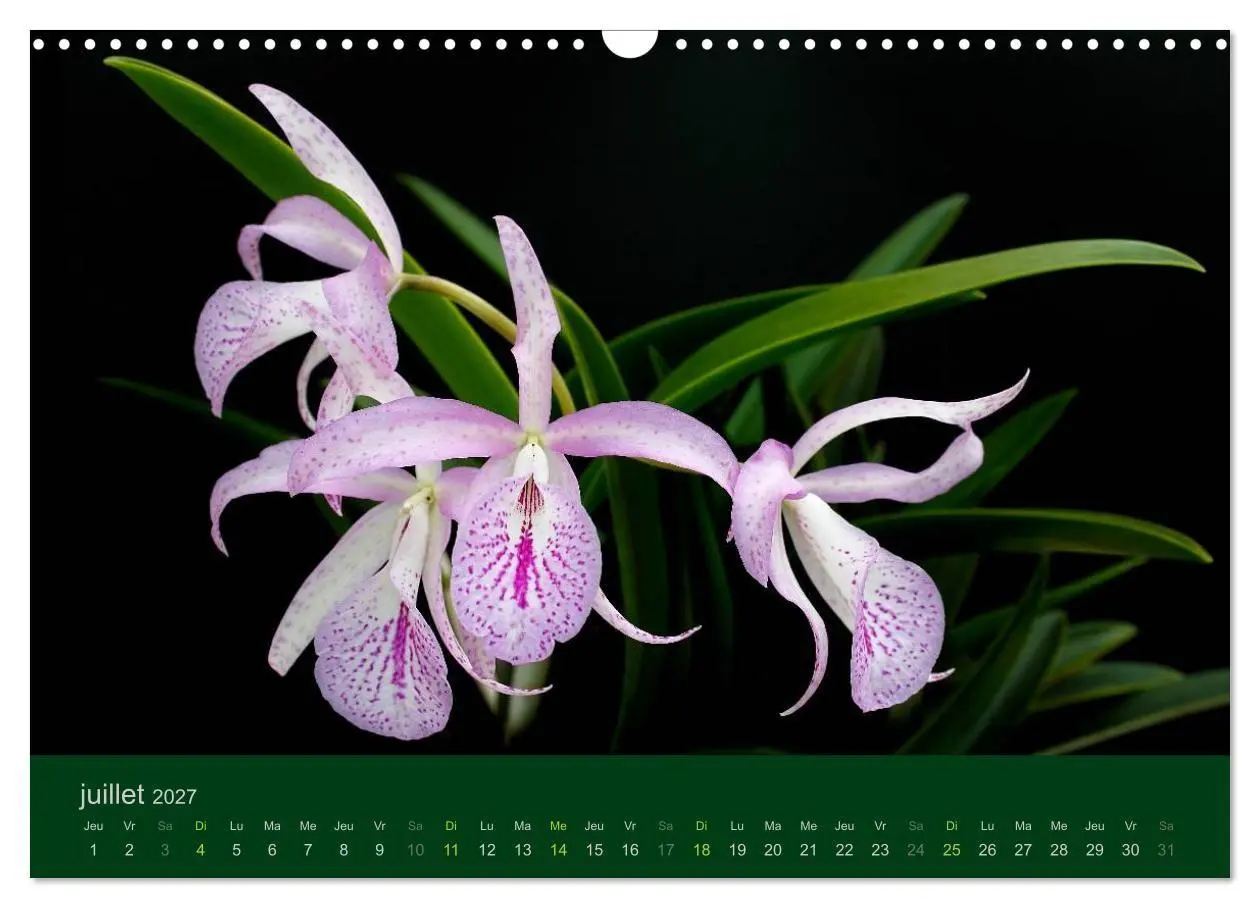 Bild: 9783594072004 | Les Orchidées (Calendrier mural 2027 DIN A3 vertical), CALVENDO...