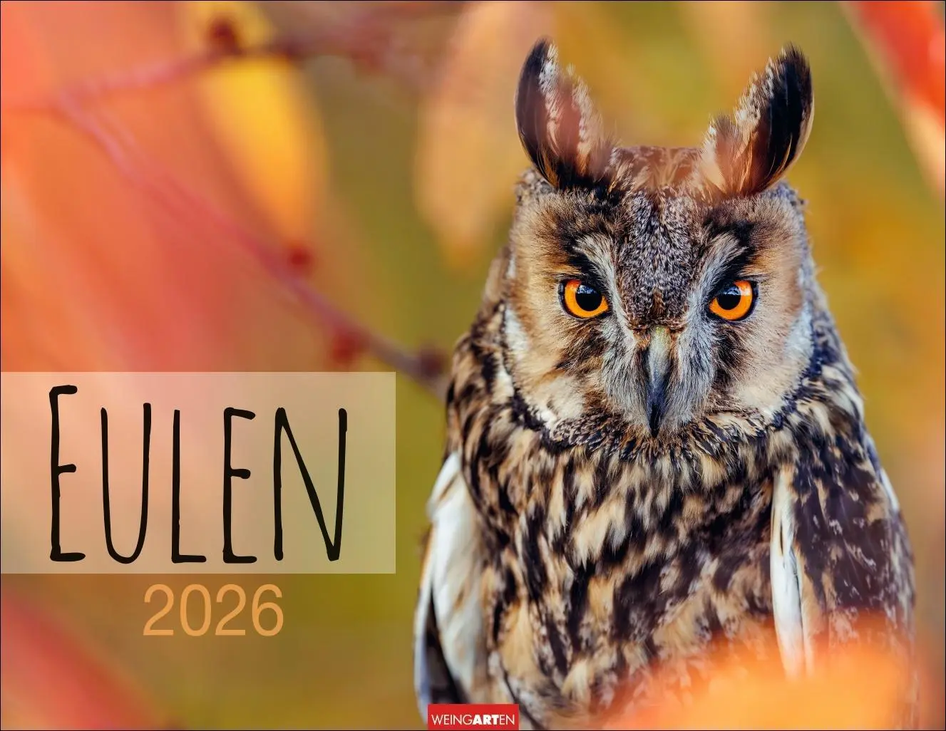 Cover: 9783839902004 | Eulen Kalender 2026 | Kalender | Tierkalender Weingarten | 14 S.