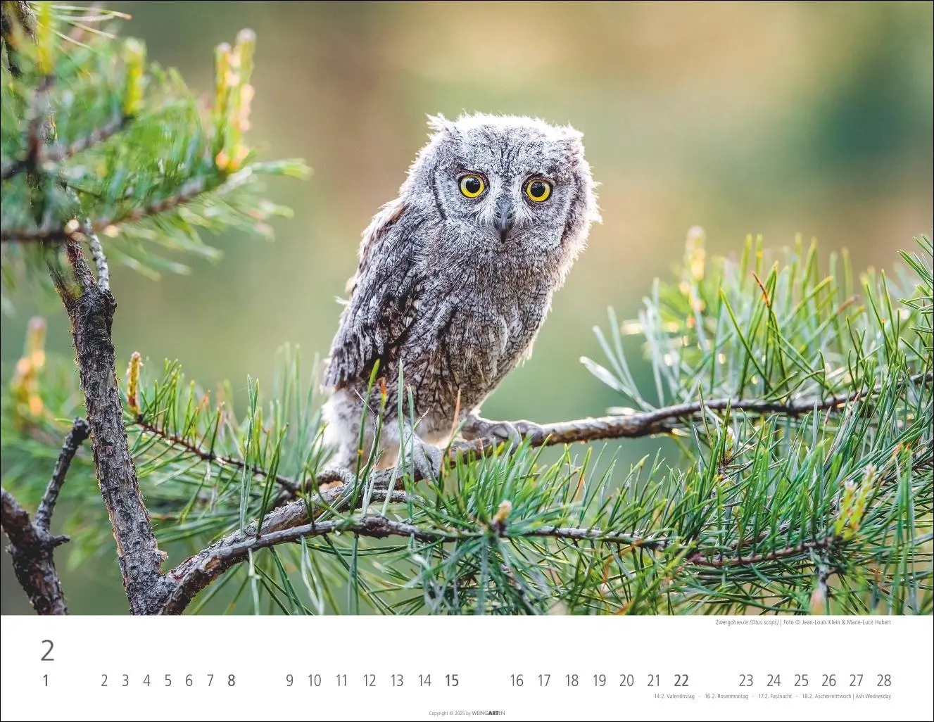 Bild: 9783839902004 | Eulen Kalender 2026 | Kalender | Tierkalender Weingarten | 14 S.