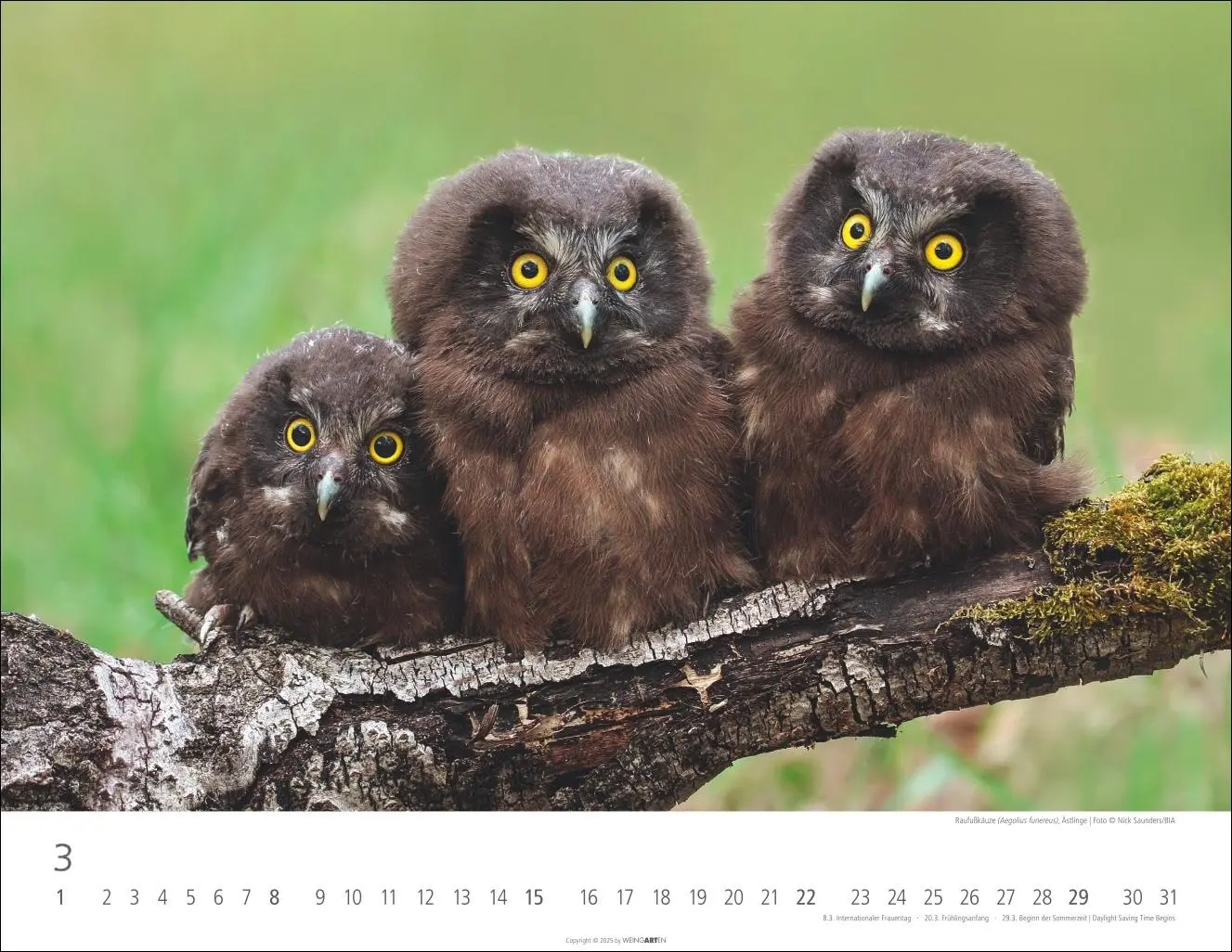 Bild: 9783839902004 | Eulen Kalender 2026 | Kalender | Tierkalender Weingarten | 14 S.