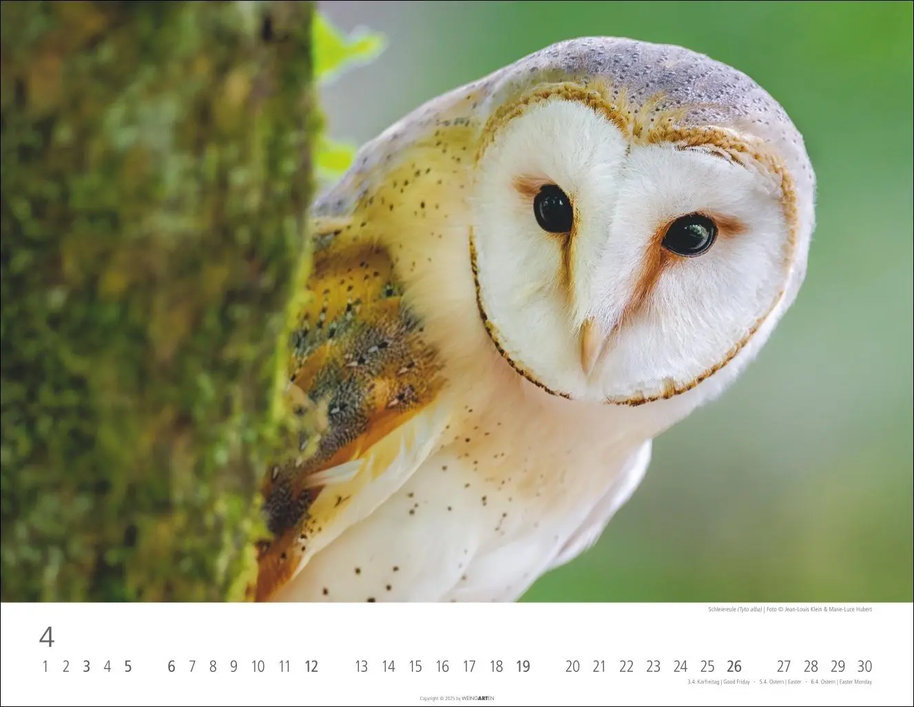 Bild: 9783839902004 | Eulen Kalender 2026 | Kalender | Tierkalender Weingarten | 14 S.