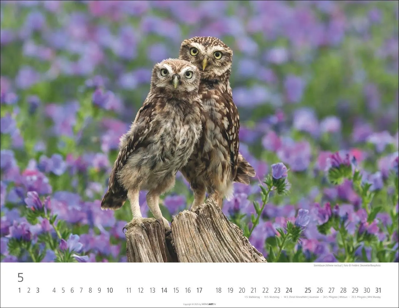 Bild: 9783839902004 | Eulen Kalender 2026 | Kalender | Tierkalender Weingarten | 14 S.