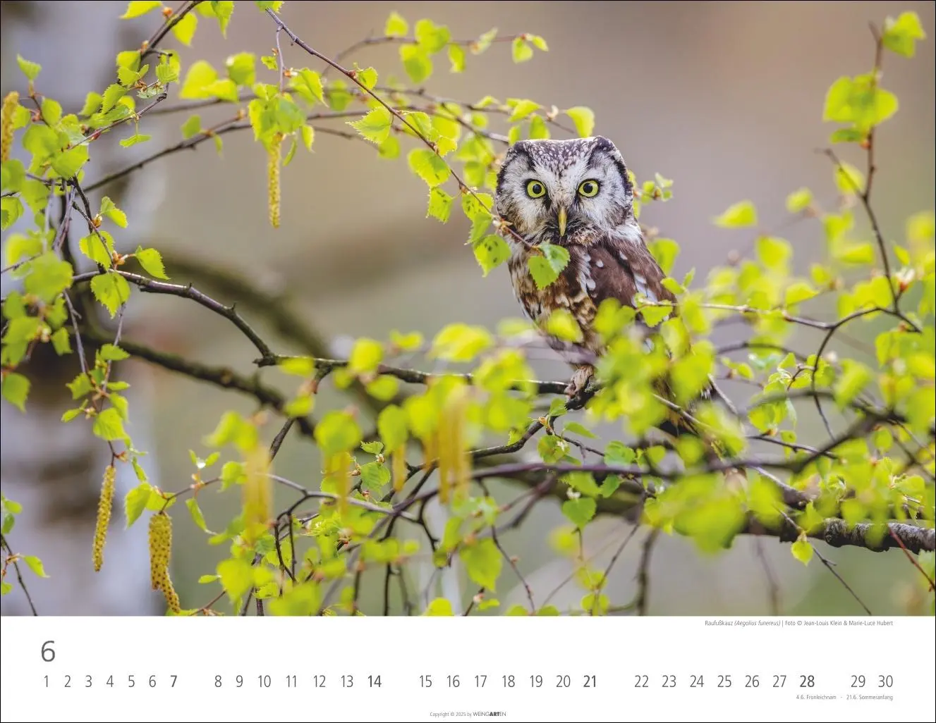 Bild: 9783839902004 | Eulen Kalender 2026 | Kalender | Tierkalender Weingarten | 14 S.