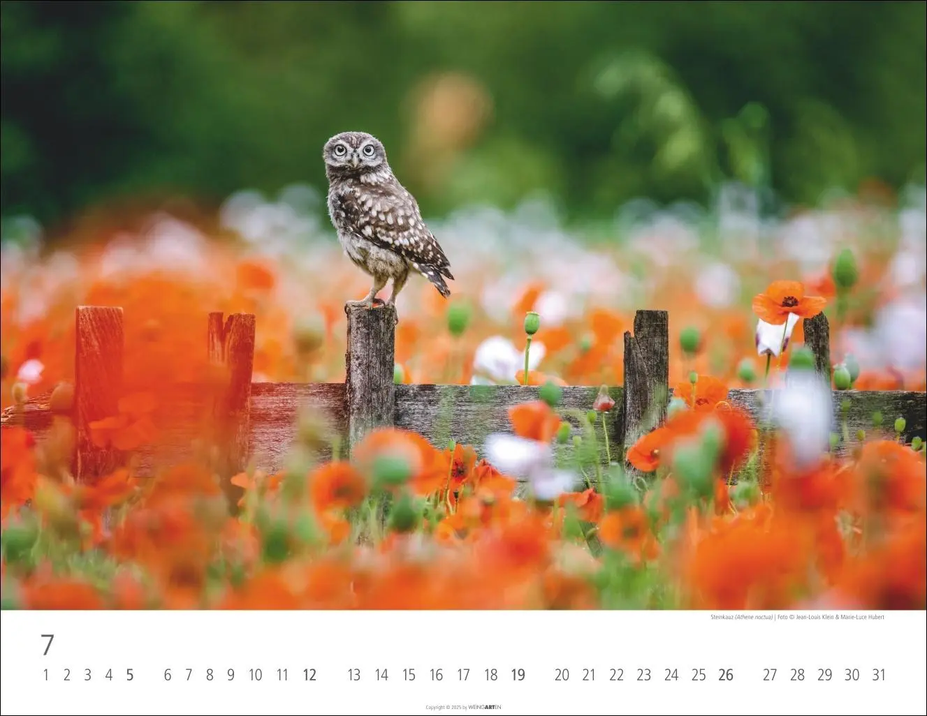Bild: 9783839902004 | Eulen Kalender 2026 | Kalender | Tierkalender Weingarten | 14 S.